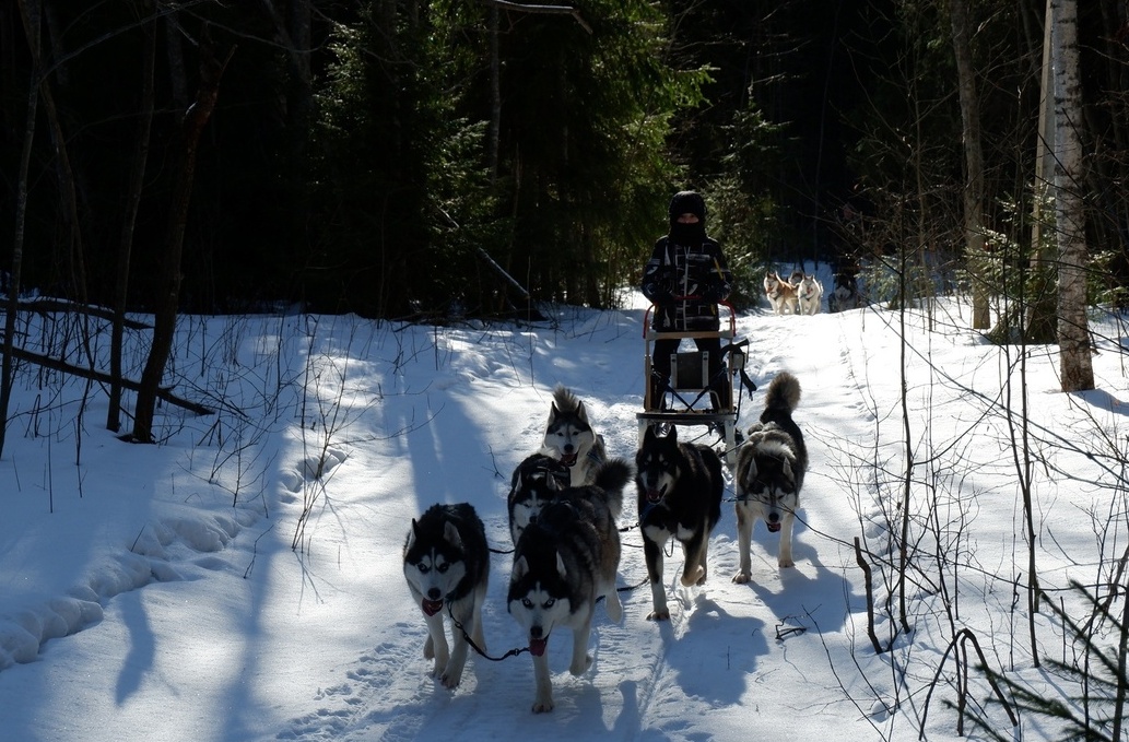 Хаски: Полный газ! (12+)